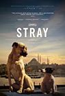 Stray 2021