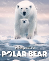 Polar Bear 2022