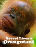 Secret Lives of Orangutans (2024) Sub Indo